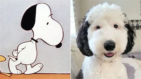 real life snoopy dog breed|Snoopy is real! Meet Bayley, the cartoon dog’s doppelganger